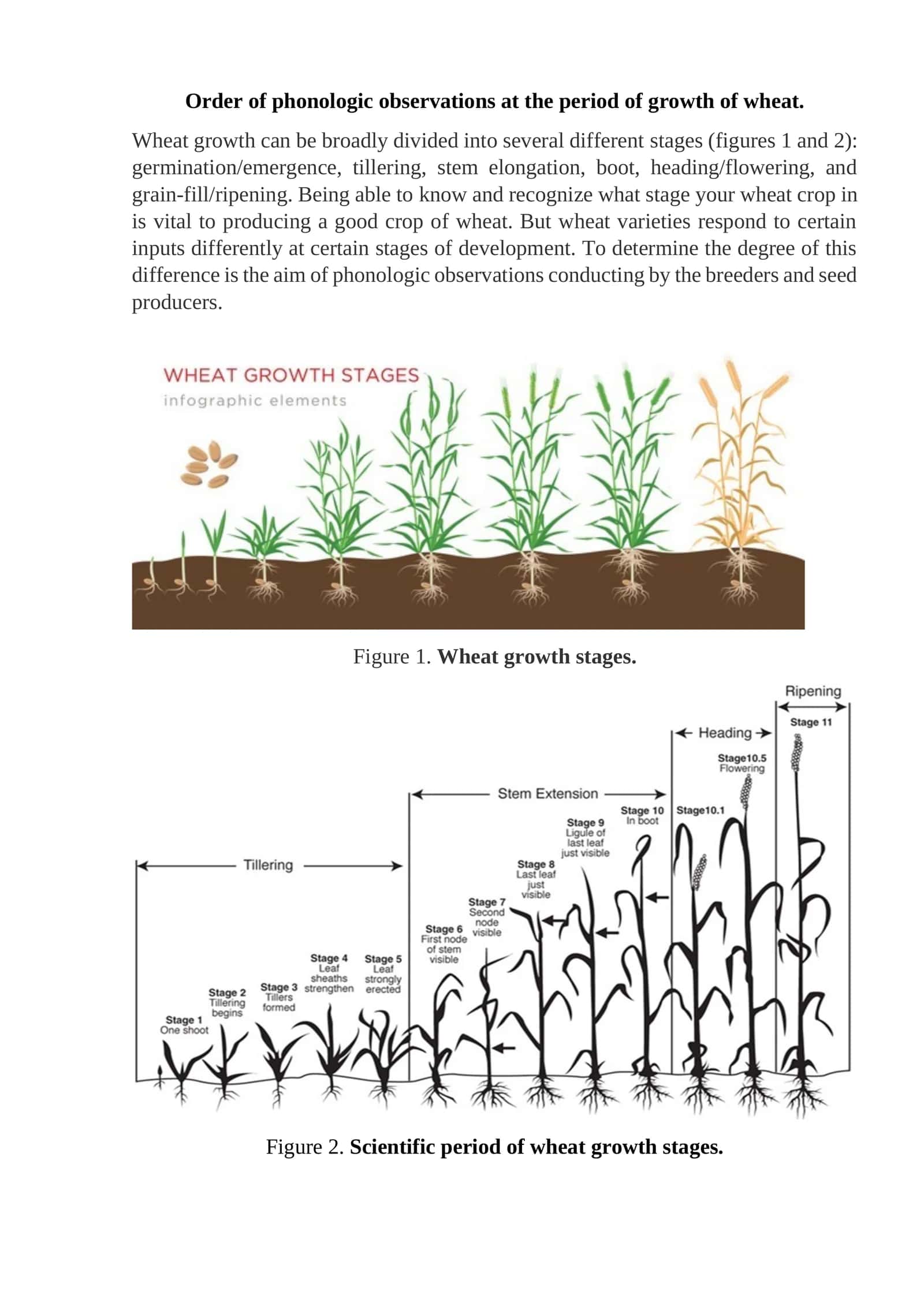 Order of phonologic observations at the period of growth of wheat