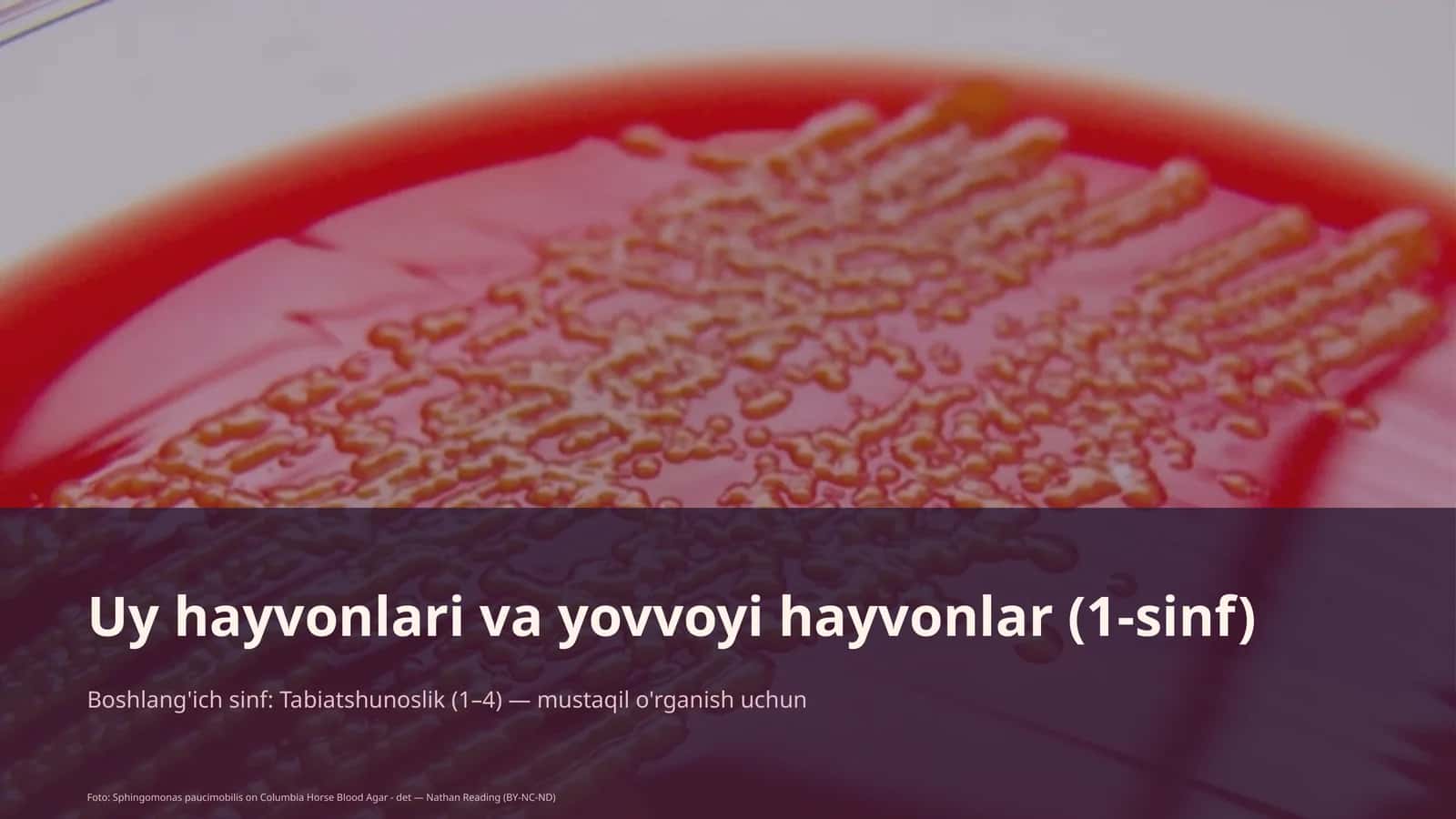 Uy hayvonlari va yovvoyi hayvonlar (1-sinf)