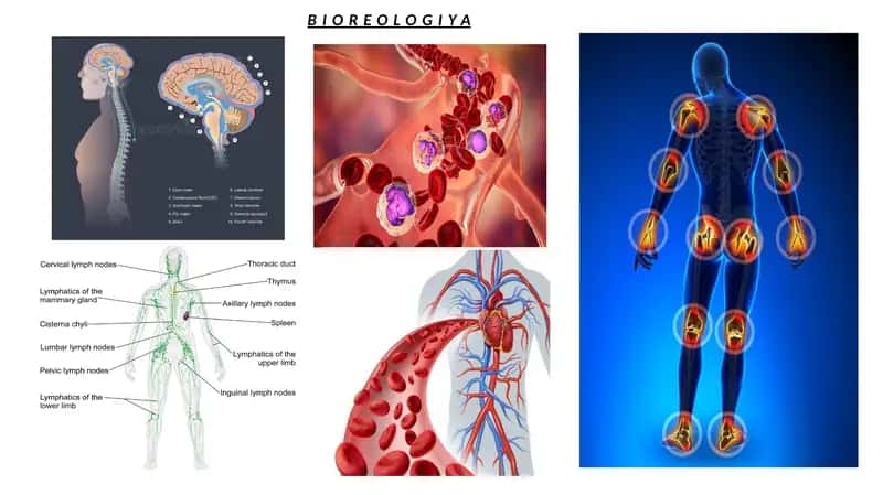 BIOREOLOGIYA