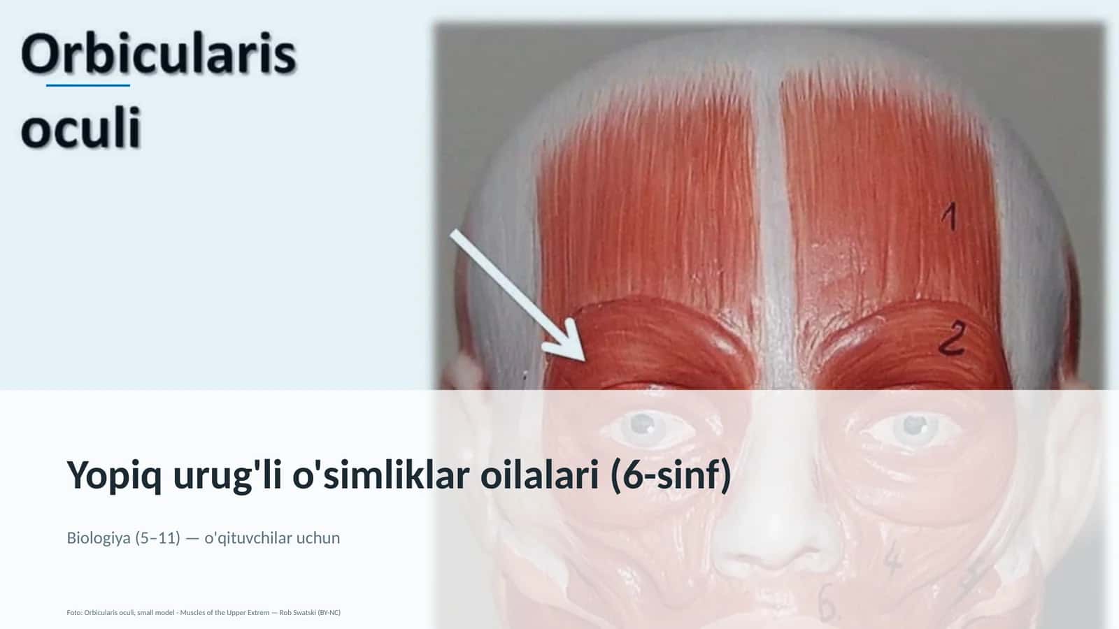Yopiq urug'li o'simliklar oilalari (6-sinf)