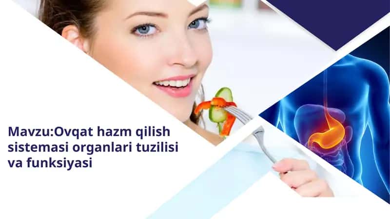 Ovqat hazm qilish sistemasi organlari tuzilishi va funksiyasi