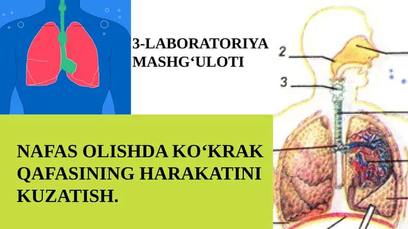 NAFAS OLISHDA KO'KRAK QAFASINING HARAKATINI KUZATISH