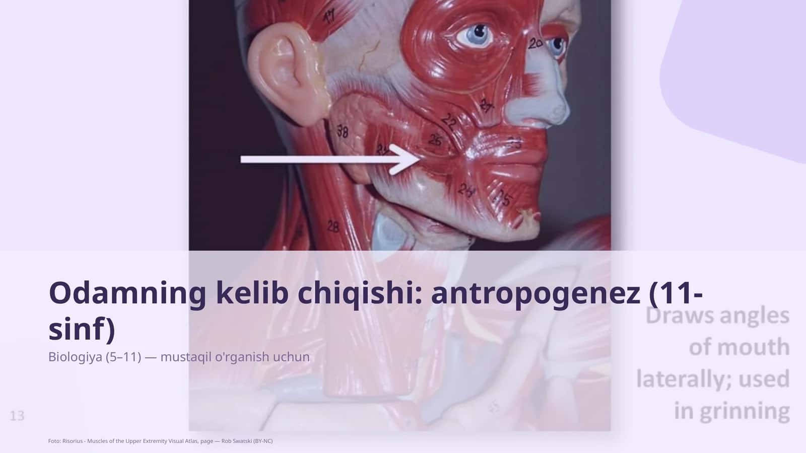 Odamning kelib chiqishi: antropogenez (11-sinf)