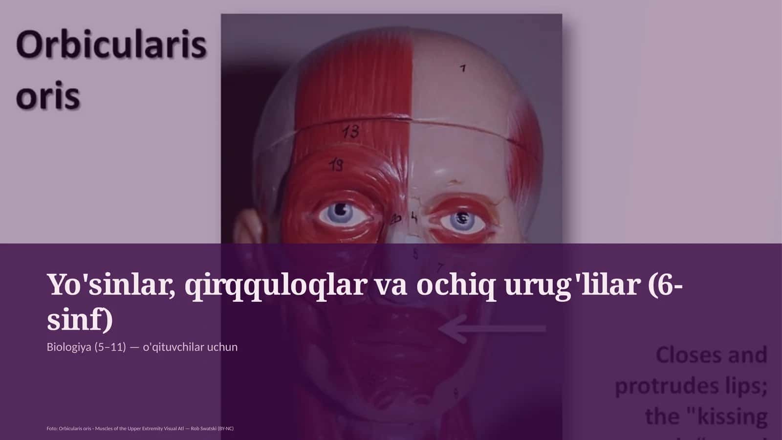 Yo'sinlar, qirqquloqlar va ochiq urug'lilar (6-sinf)