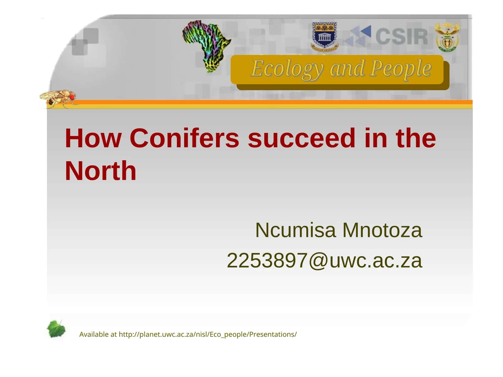 Conifers' Success in the North