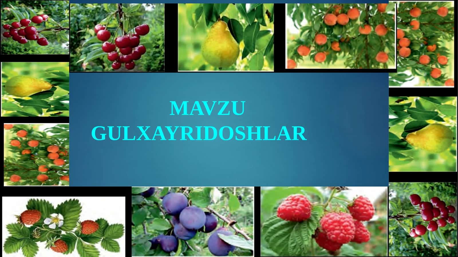 GULXAYRIDOSHLAR