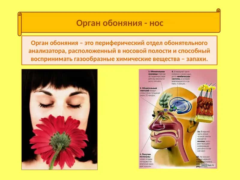Орган обоняния - нос