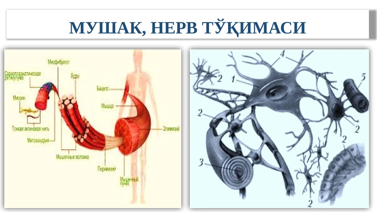 МУШАК, НЕРВ ТЎҚИМАСИ