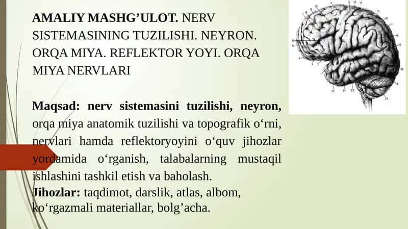 NERV SISTEMASINING TUZILISHI. NEYRON. ORQA MIYA. REFLEKTOR YOYI. ORQA MIYA NERVLARI