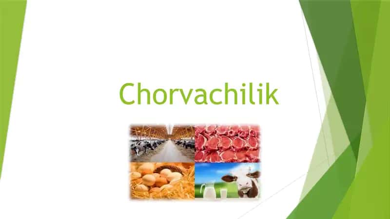 Chorvalik haqida slayd prezentatsiya