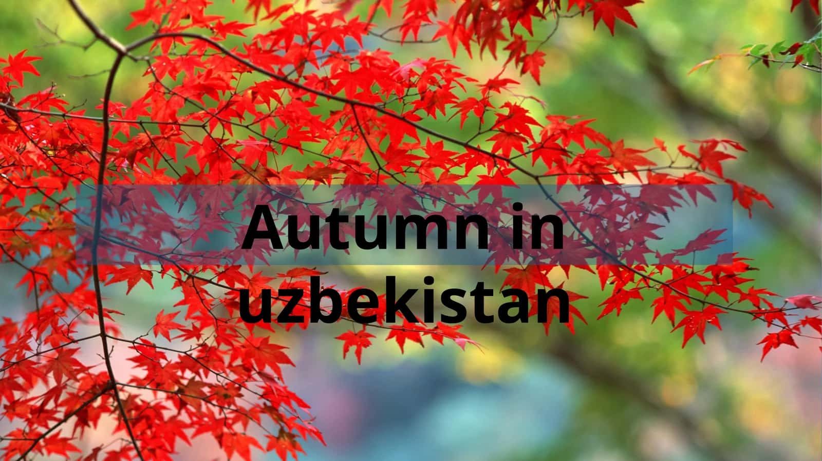 Autumn in uzbekistan