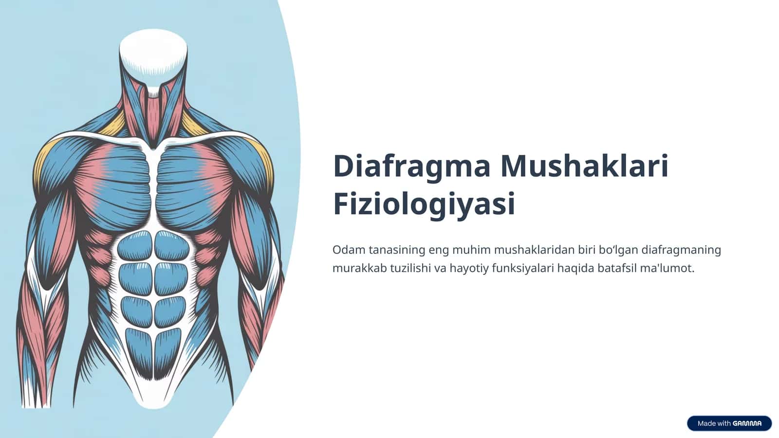 Diafragma Mushaklari Fiziologiyasi