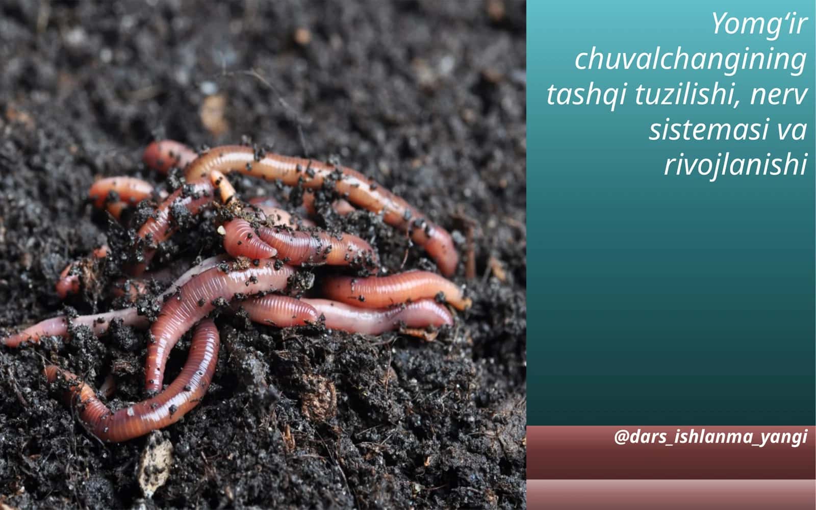 Yomg‘ir  chuvalchangining tashqi  tuzilishi