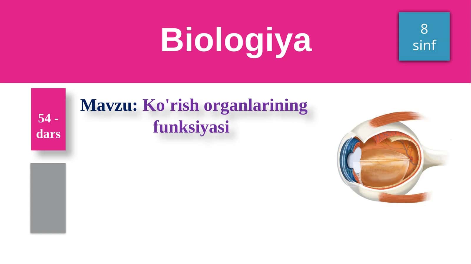Ko'rishorganlarining funksiyasi