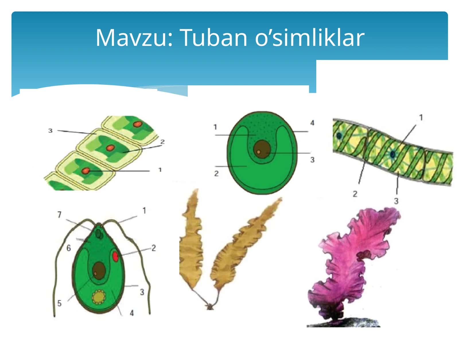 Tubano’simliklar