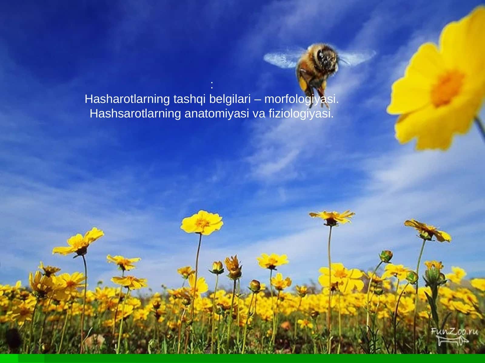 Hasharotlarning tashqi belgilari – morfologiyasi