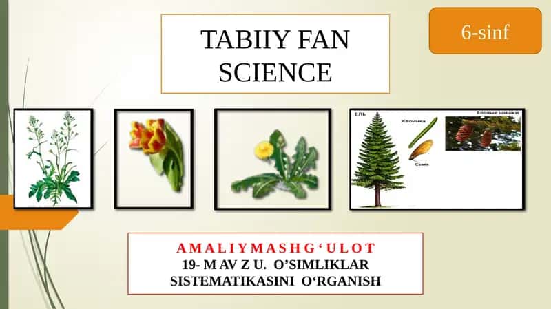 O'simliklarning sistematikasini o'rganish