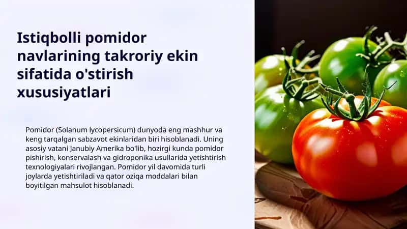Istiqbolli pomidor navlarining takroriy ekin sifatida o'stirish xususiyatlari