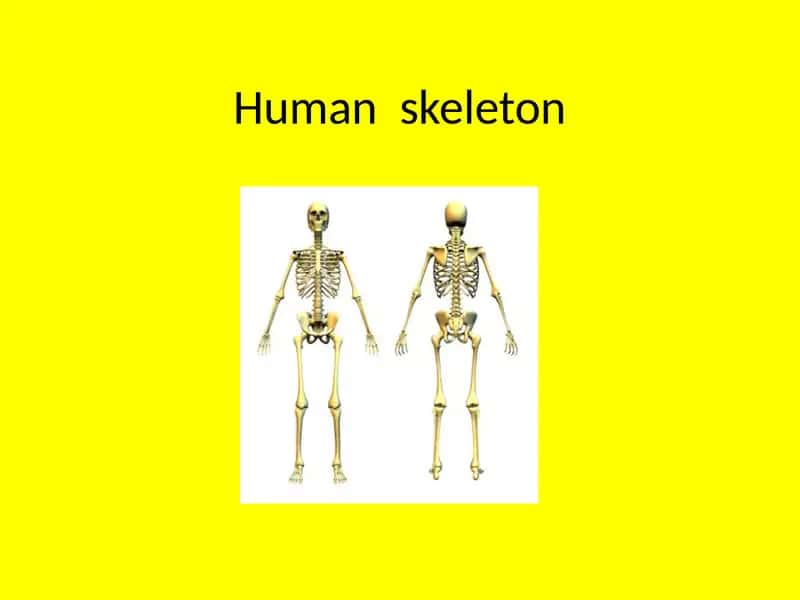 Humanskeleton