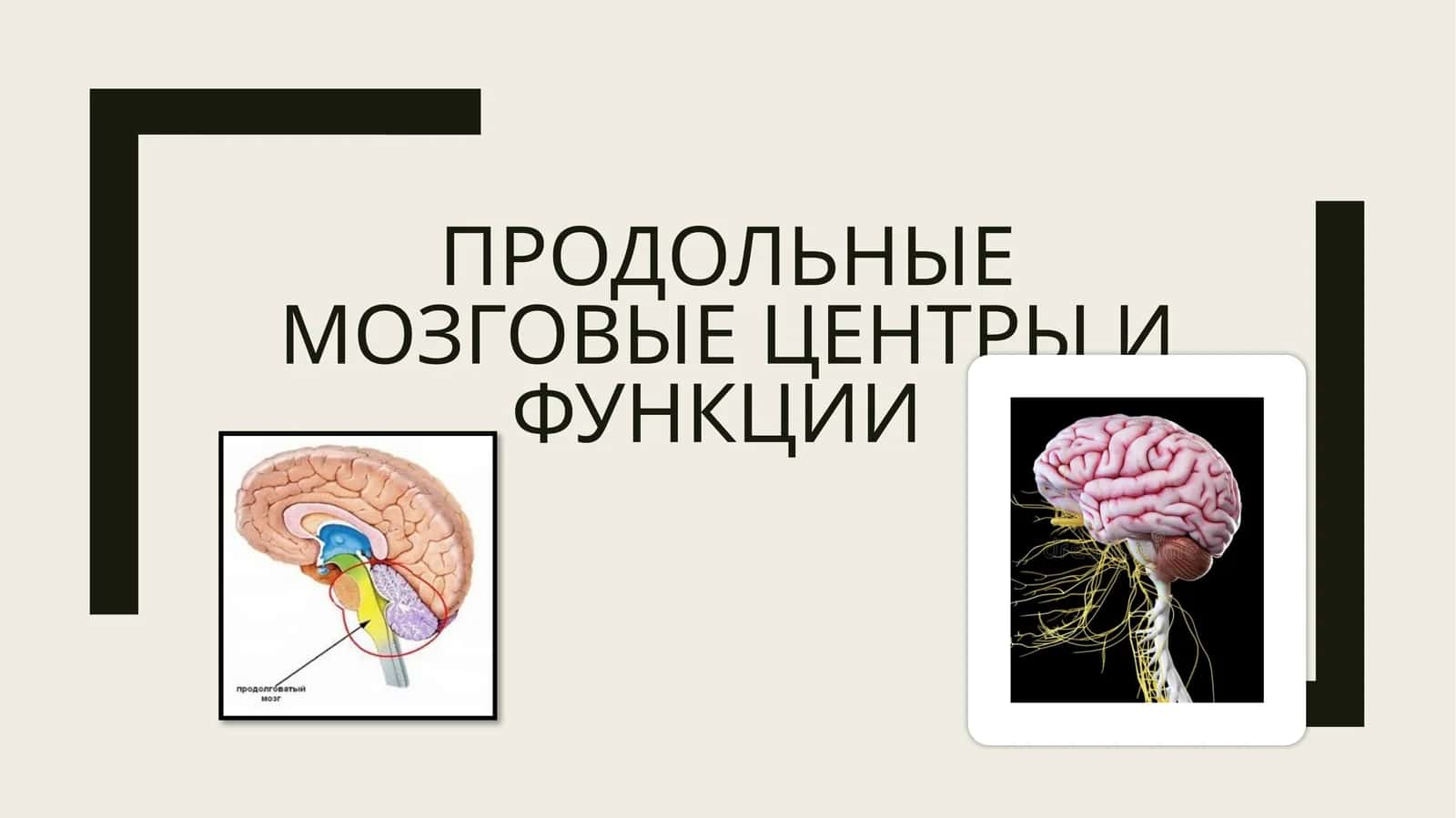 Продольные мозговые центры и функции