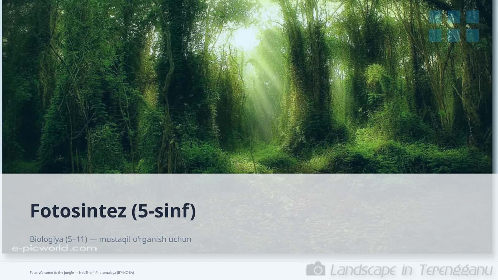 Fotosintez (5-sinf)