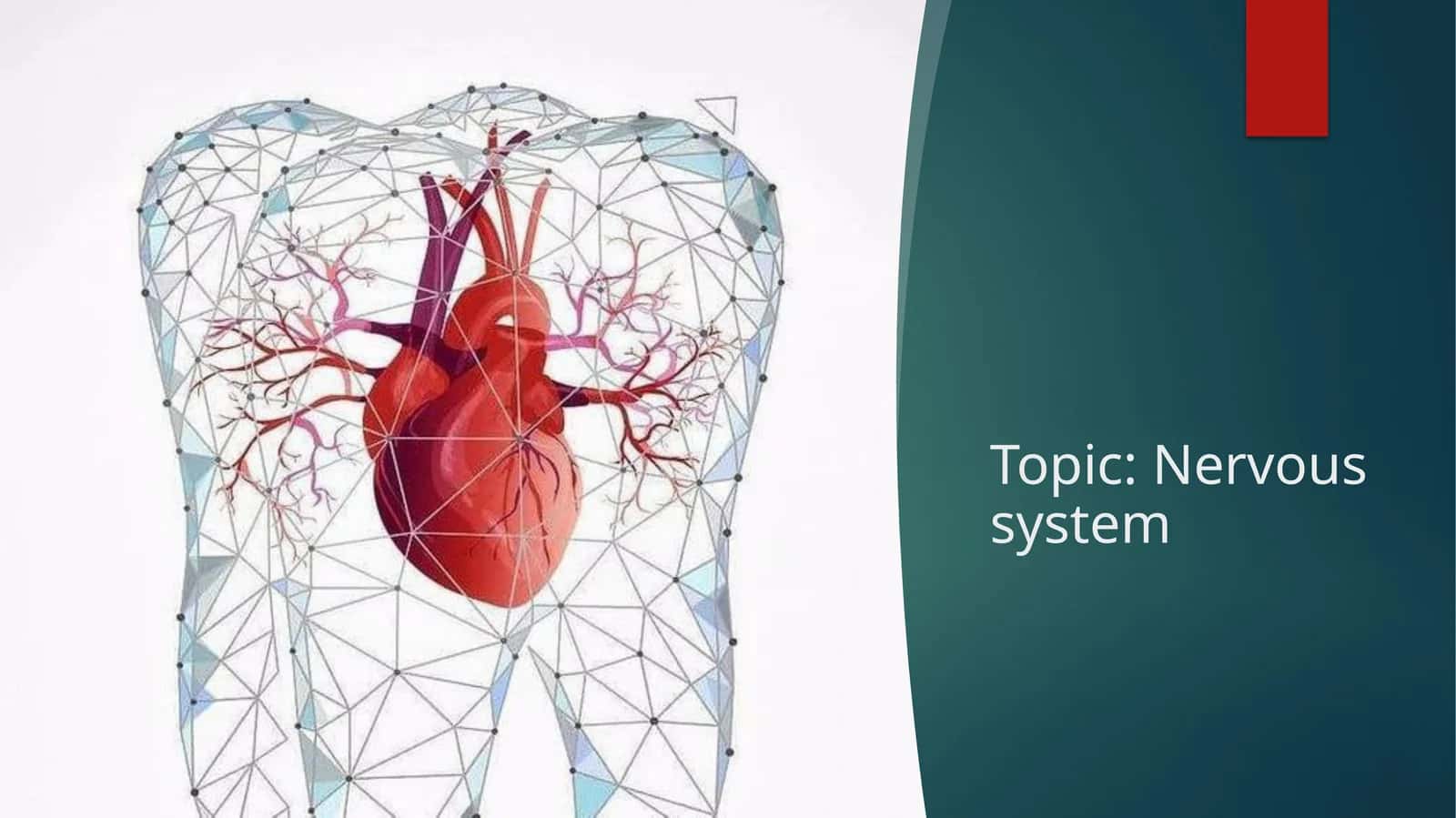 Nervous system