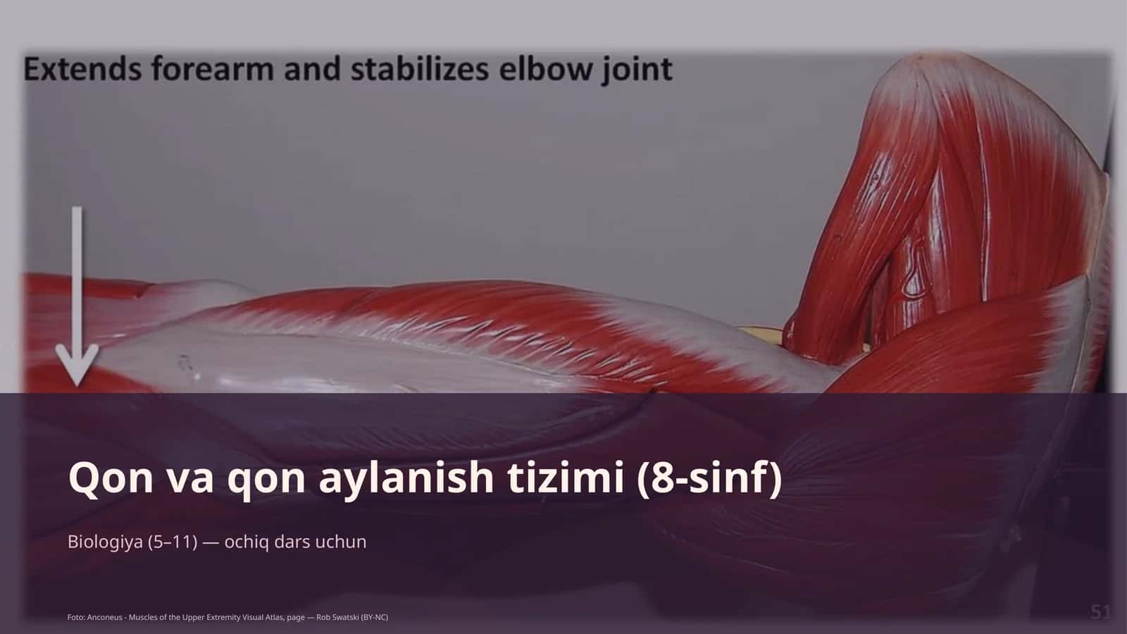 Qon va qon aylanish tizimi (8-sinf)