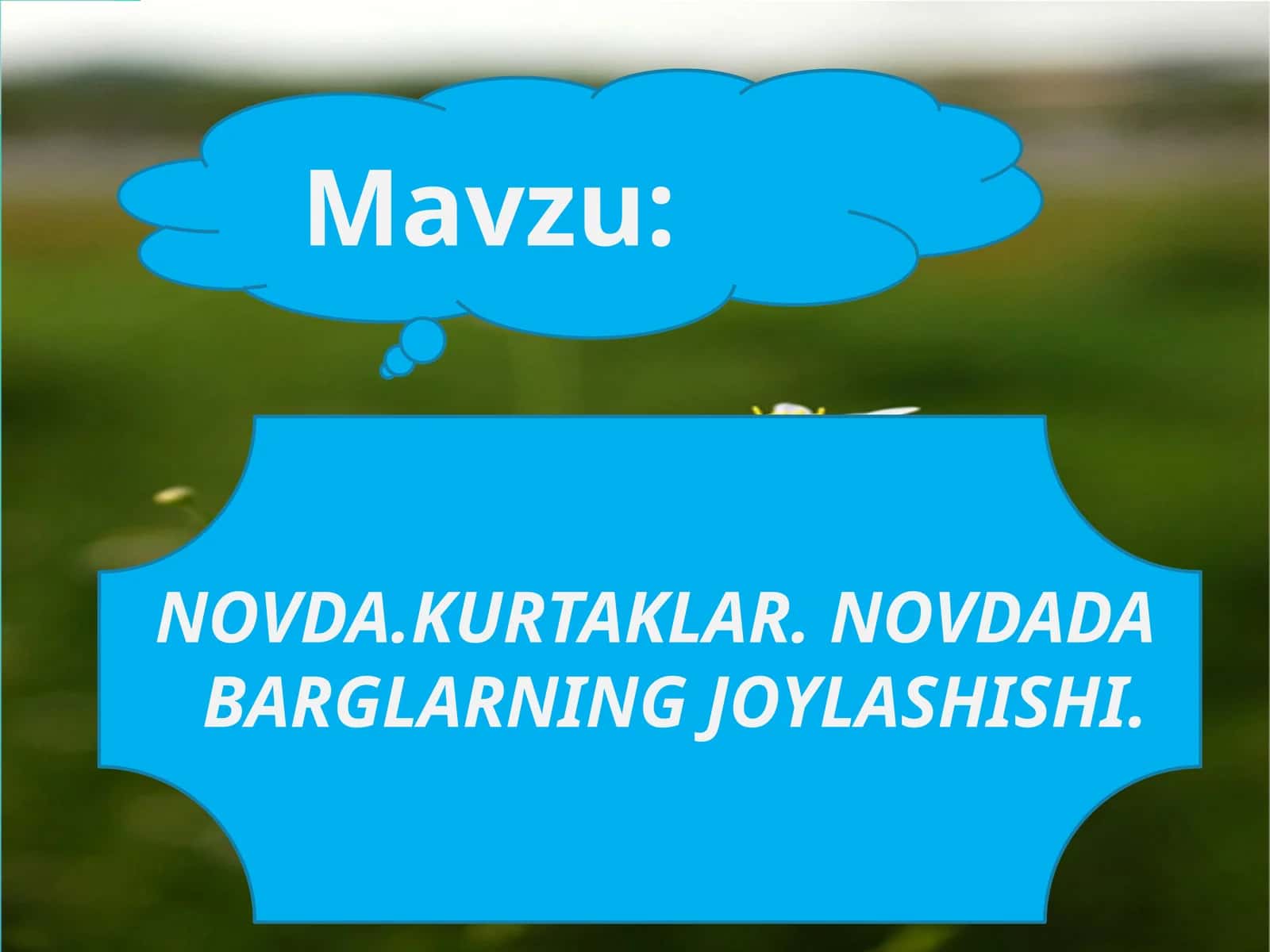 NOVDA.KURTAKLAR. NOVDADA BARGLARNING JOYLASHISHI