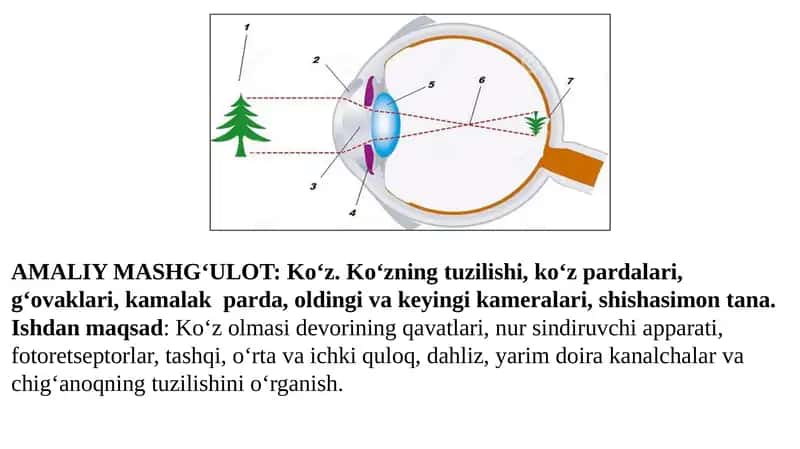 Ko‘z. Ko‘zning tuzilishi, ko‘z pardalari, g‘ovaklari, kamalak parda, oldingi va keyingi kameralari, shishasimon tana.