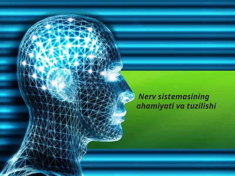 Nerv sistemasining ahamiyati va tuzilishi