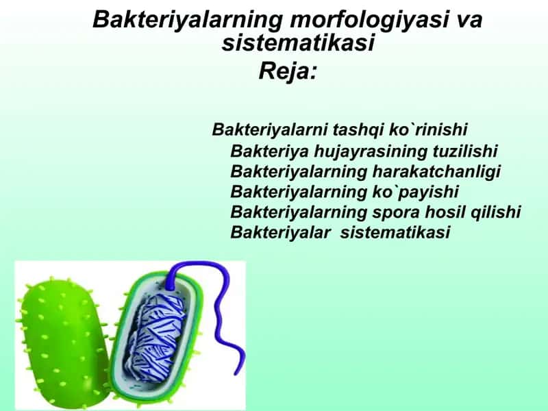 Bakteriyalar va ularning morfologiyasi