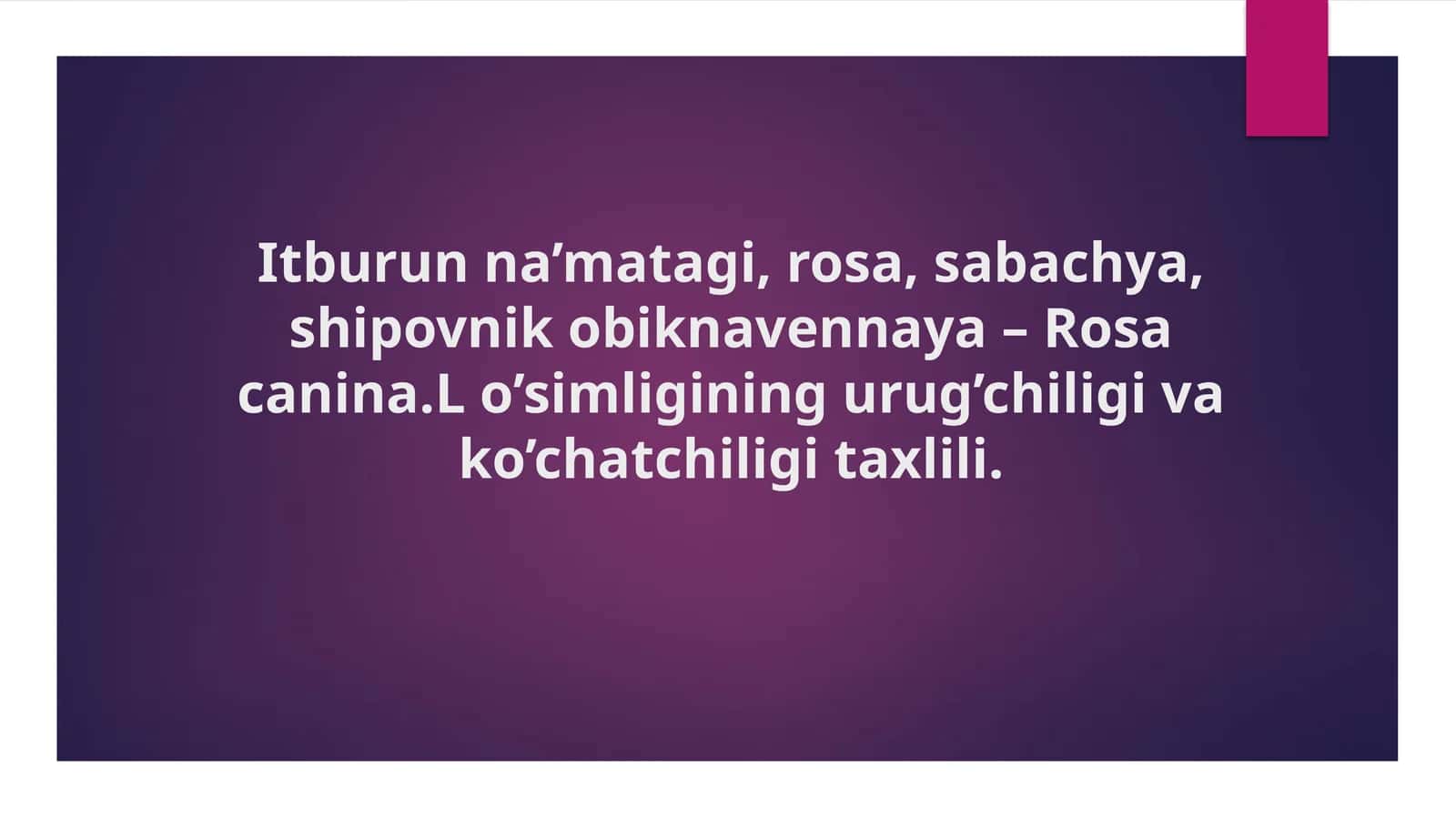 Itburunna’matagi, rosa, sabachya, shipovnik obi ‘knavennaya - Rosacanina