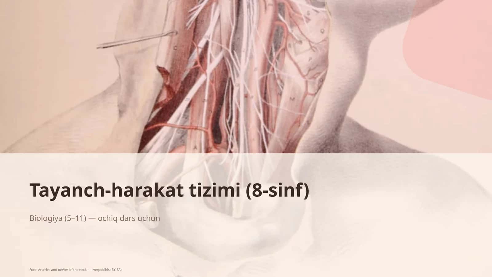 Tayanch-harakat tizimi (8-sinf)