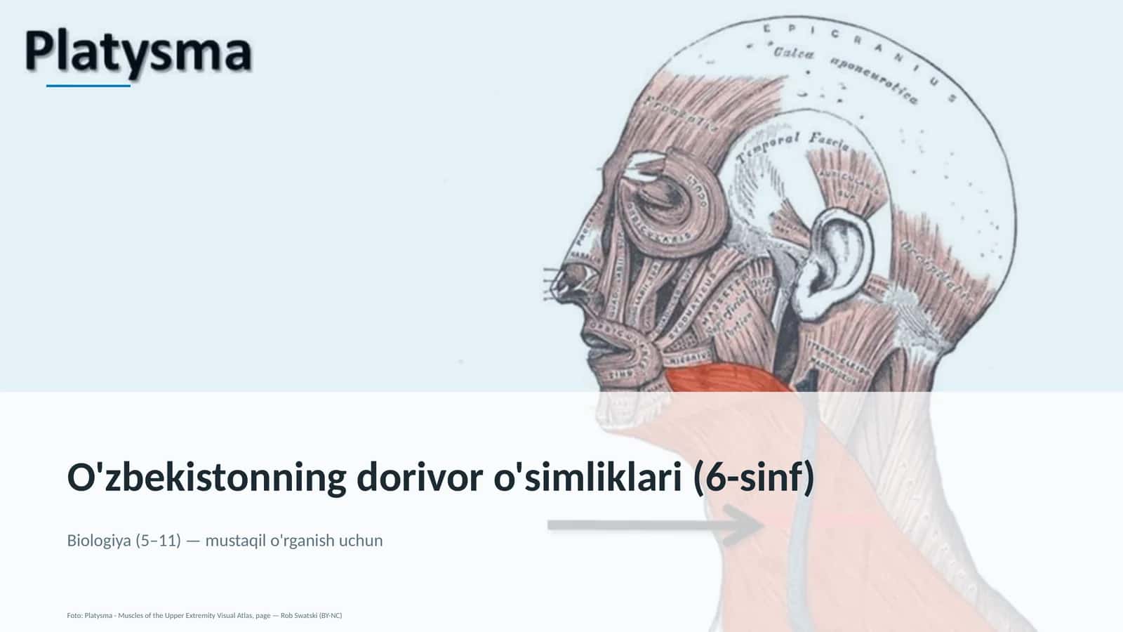 O'zbekistonning dorivor o'simliklari (6-sinf)