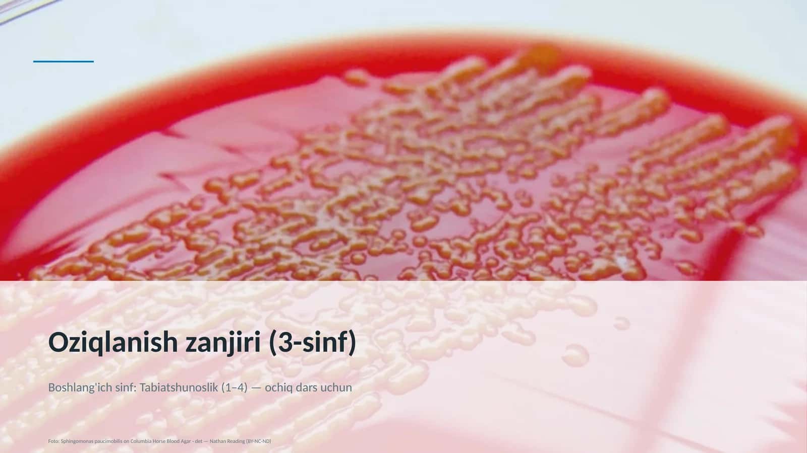 Oziqlanish zanjiri (3-sinf)