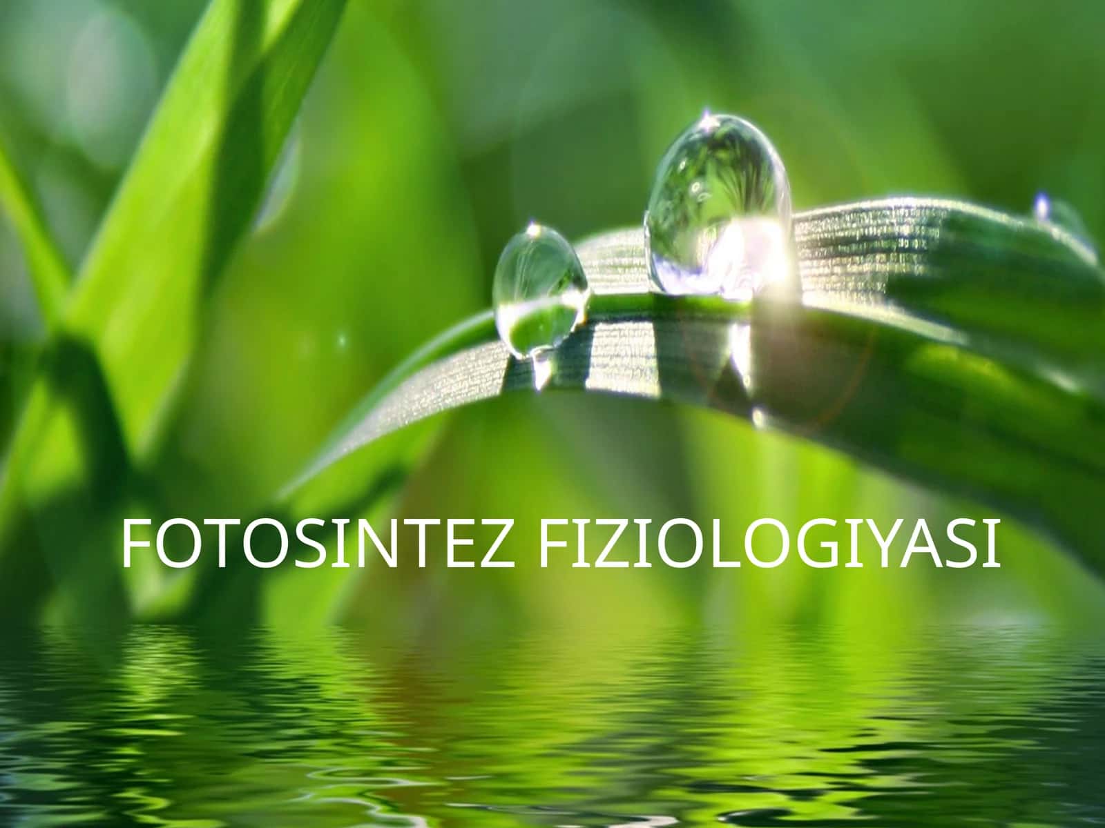 FOTOSINTEZ FIZIOLOGIYASI