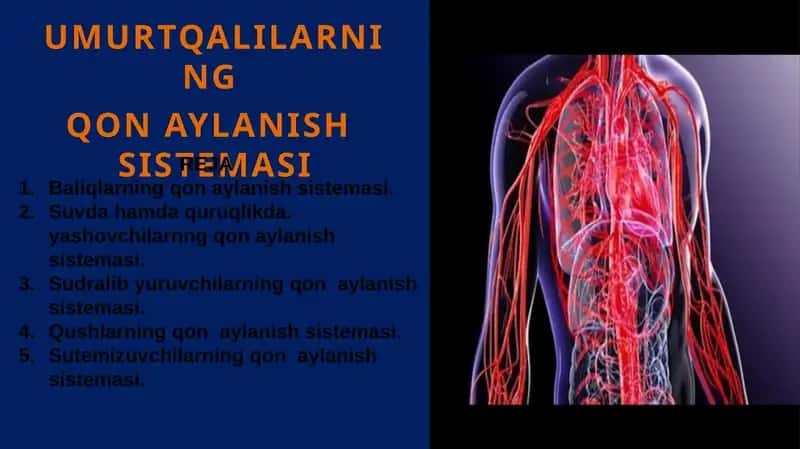 Umurtqalilarning Qon Aylanish Sistemasi