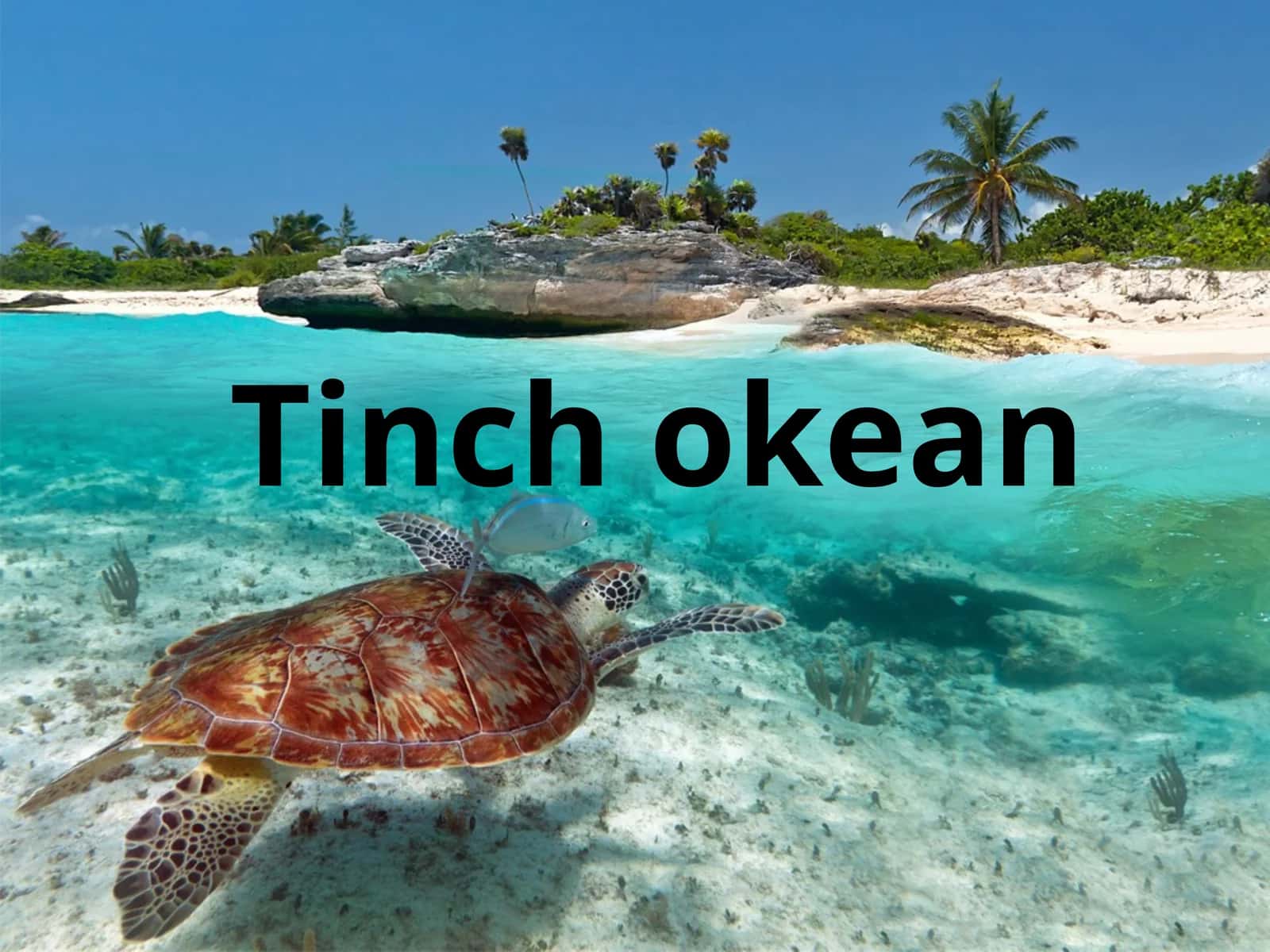 Tinch okean