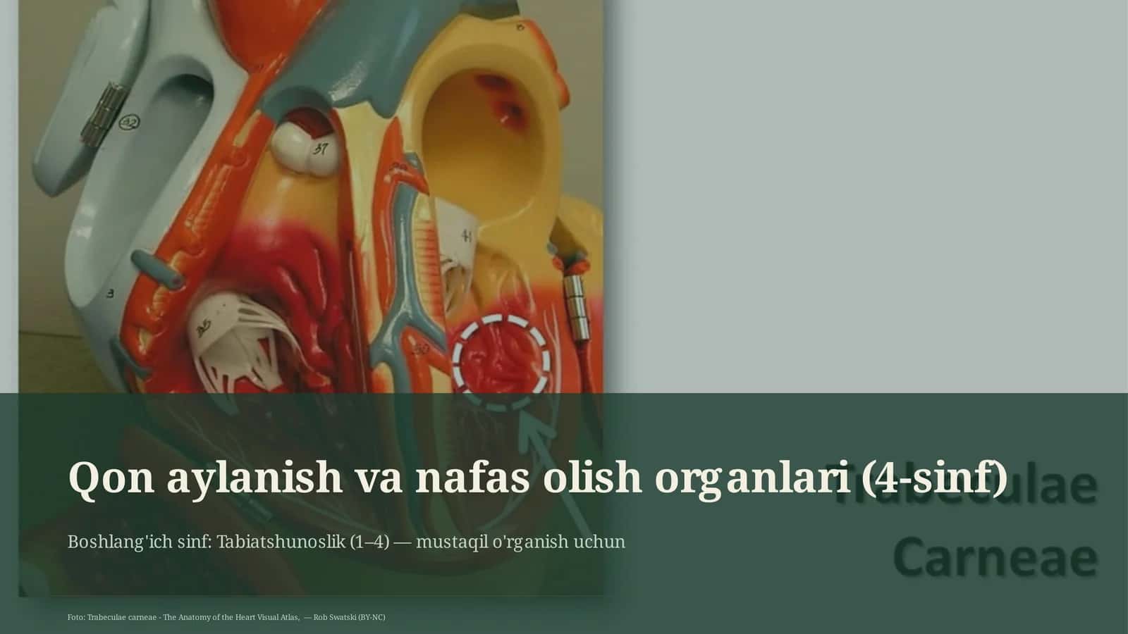 Qon aylanish va nafas olish organlari (4-sinf)