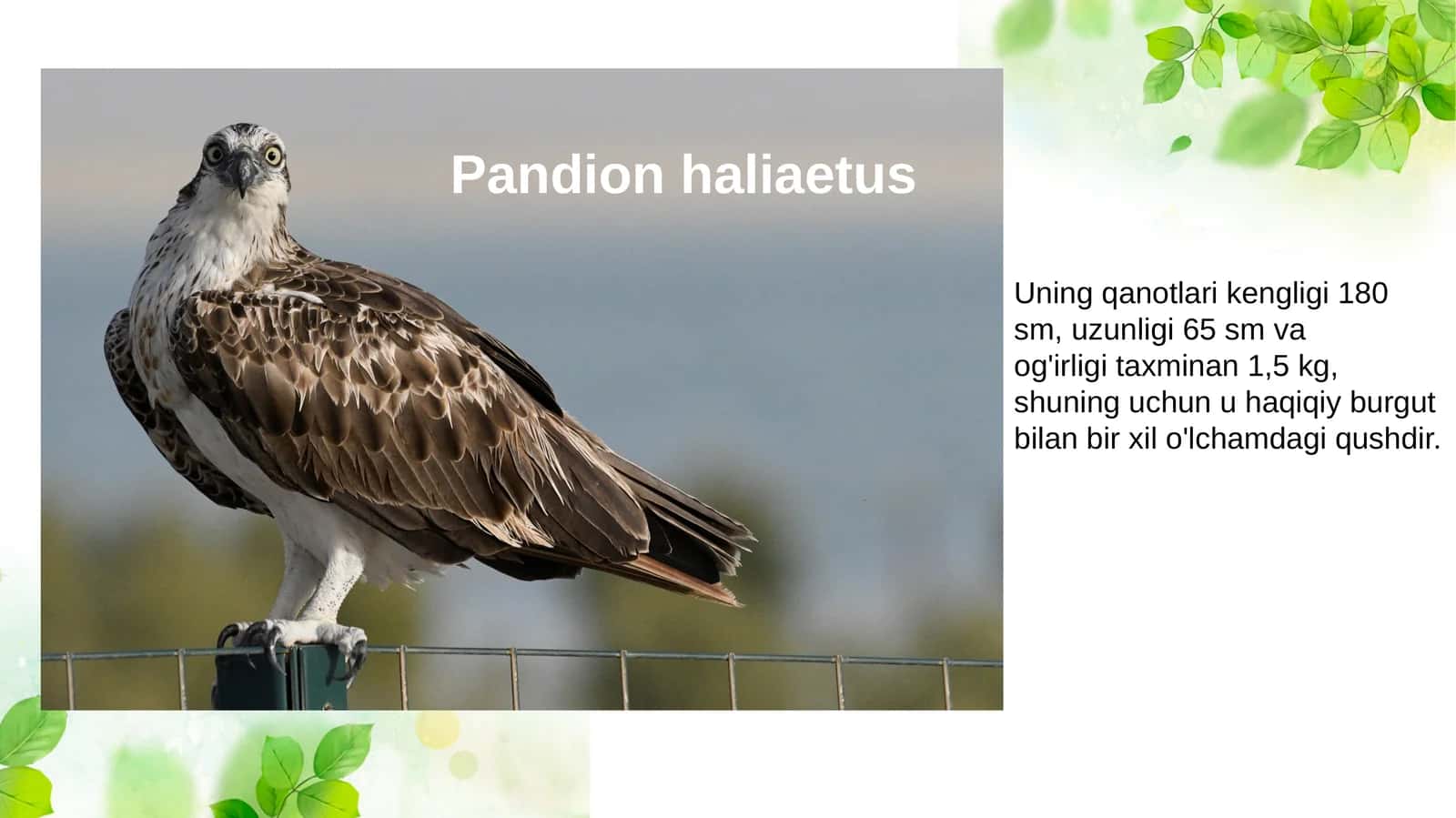 Pandion haliaetus