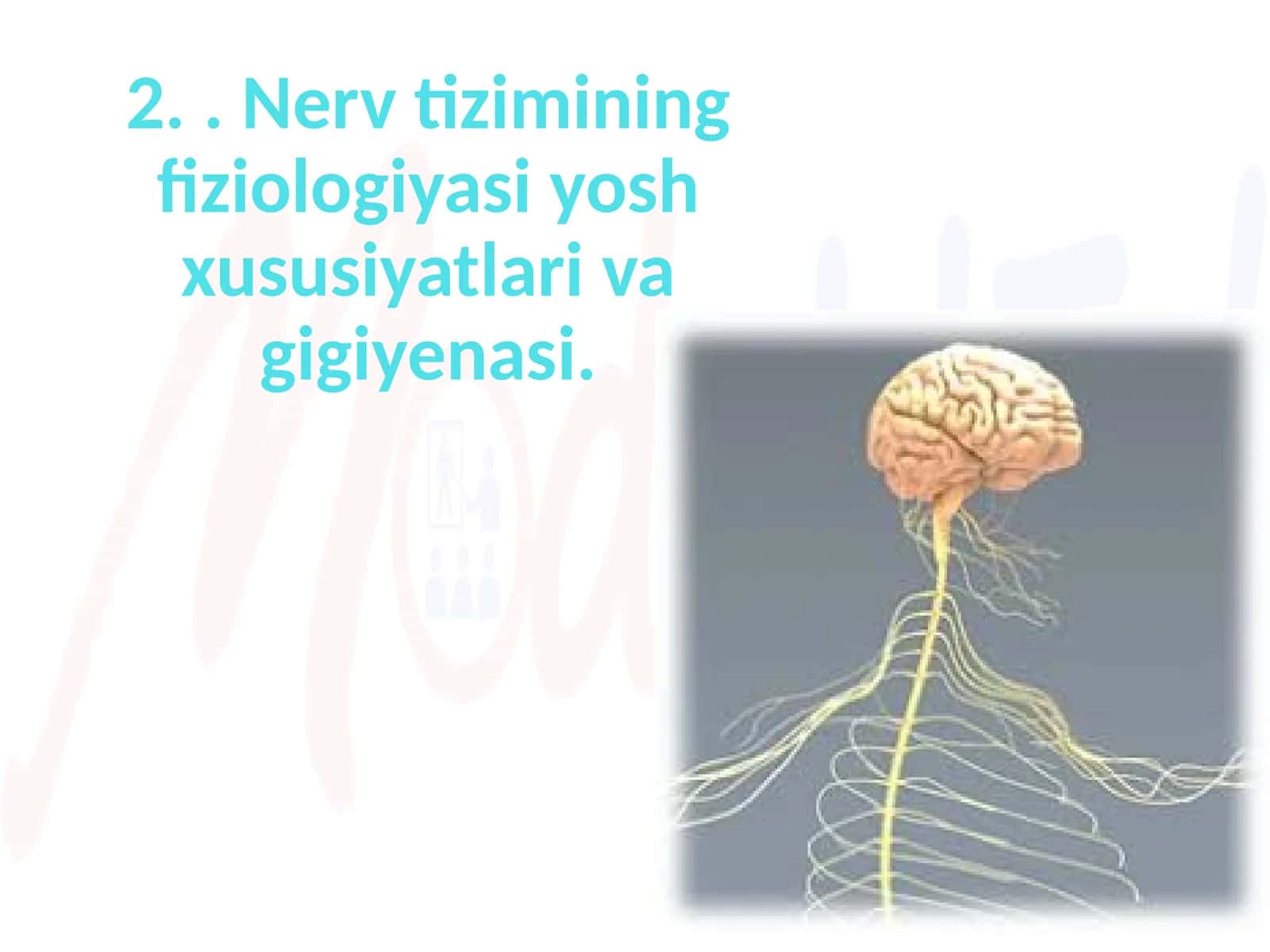 Nerv tizimining fiziologiyasi yosh xususiyatlari va gigiyenasi