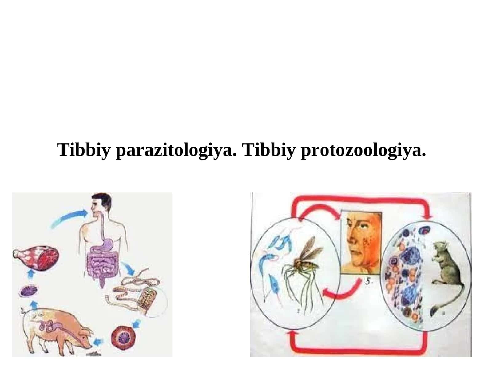 Tibbiy parazitologiya. Tibbiy protozoologiya