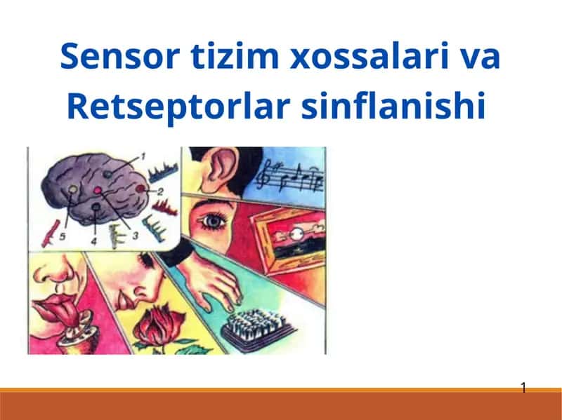 Sensor tizim xossalari va Retseptorlar sinflanishi