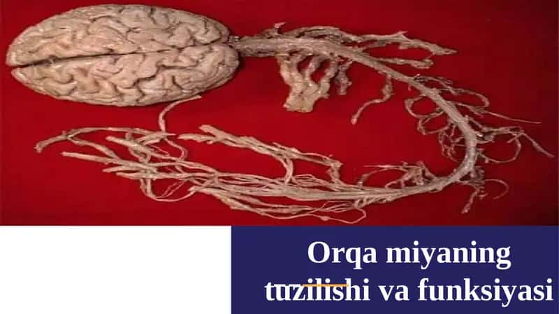 Orqamiyaning tuzilishi va funksiyasi