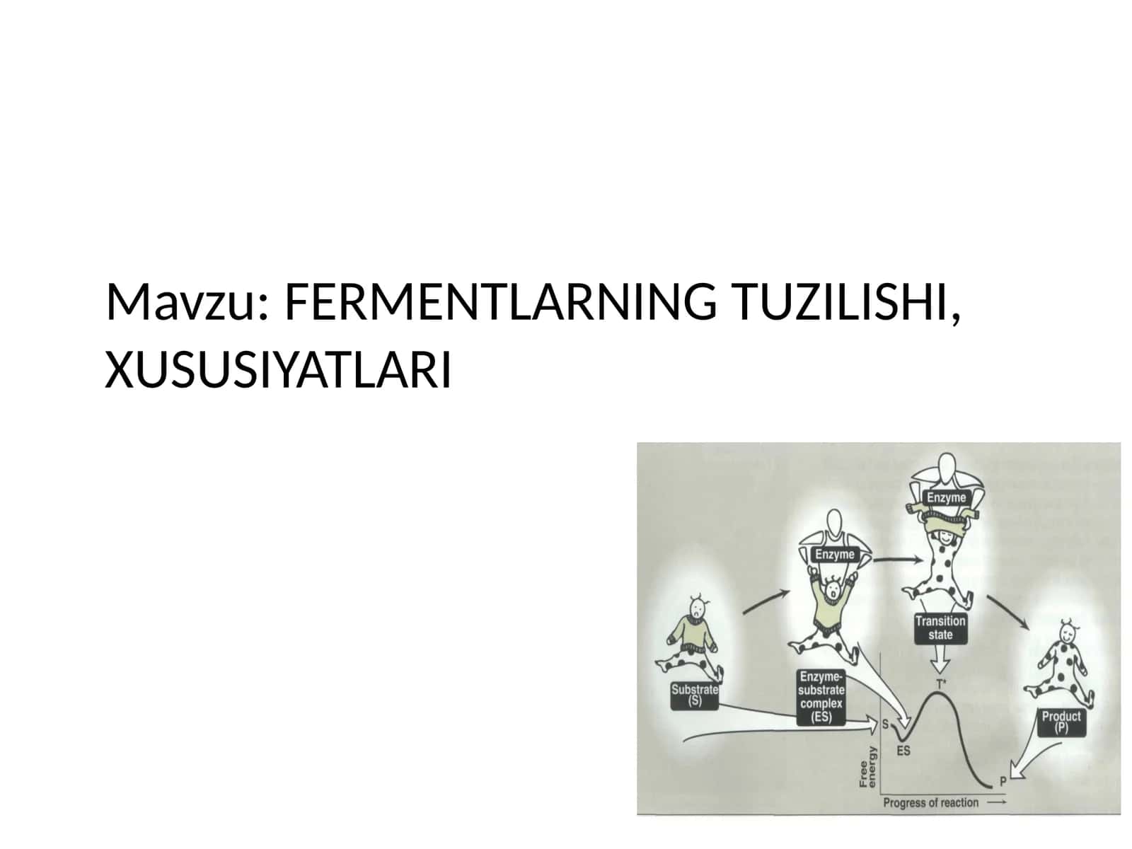 FERMENTLARNING TUZILISHI, XUSUSIYATLARI
