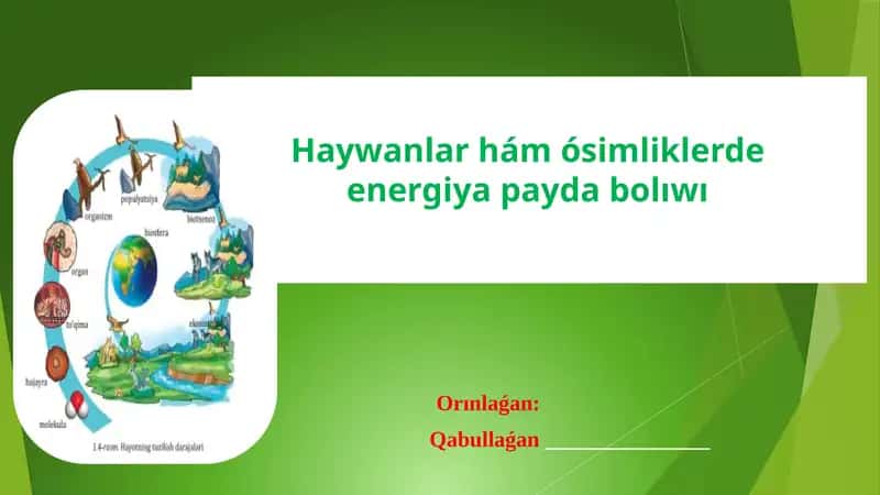 Haywanlar hám ósimliklerde energiya payda bolıwı