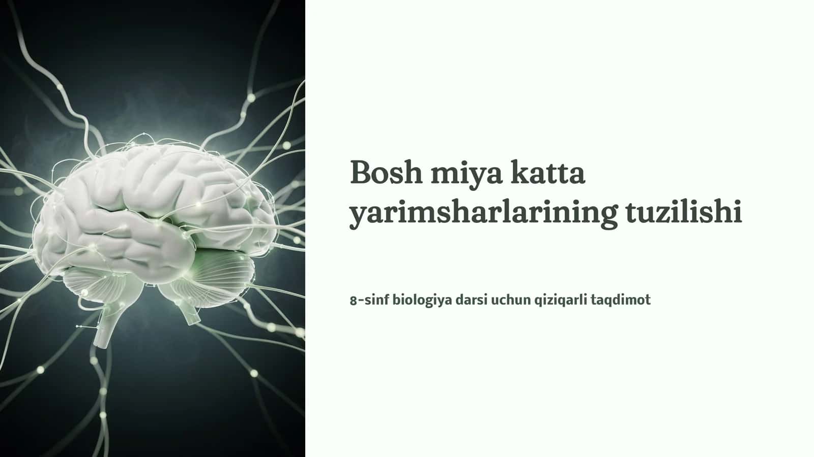 Bosh miya katta yarimsharlarining tuzilishi