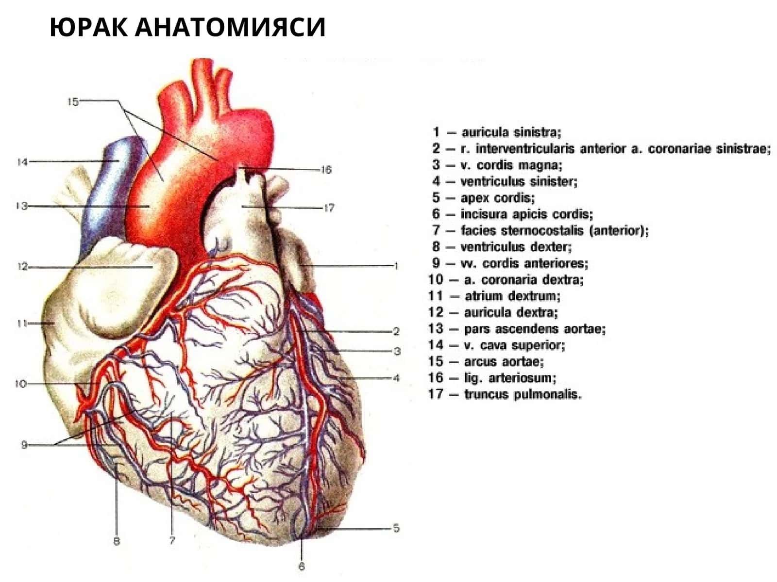 Yurak va tomirlar anatomiya va fizalogiyasi
