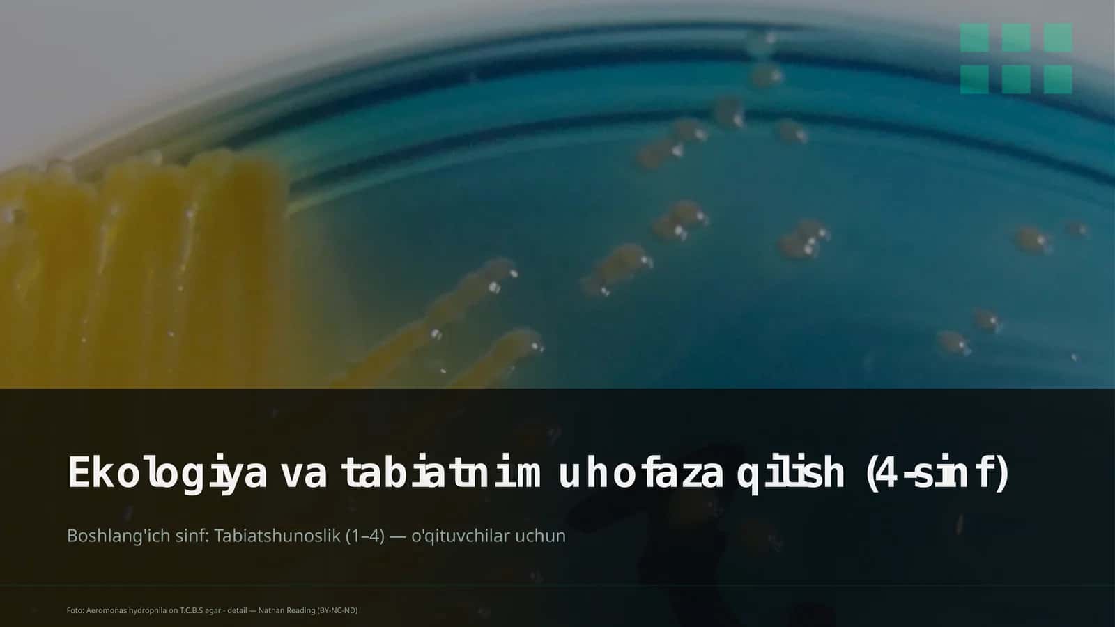 Ekologiya va tabiatni muhofaza qilish (4-sinf)