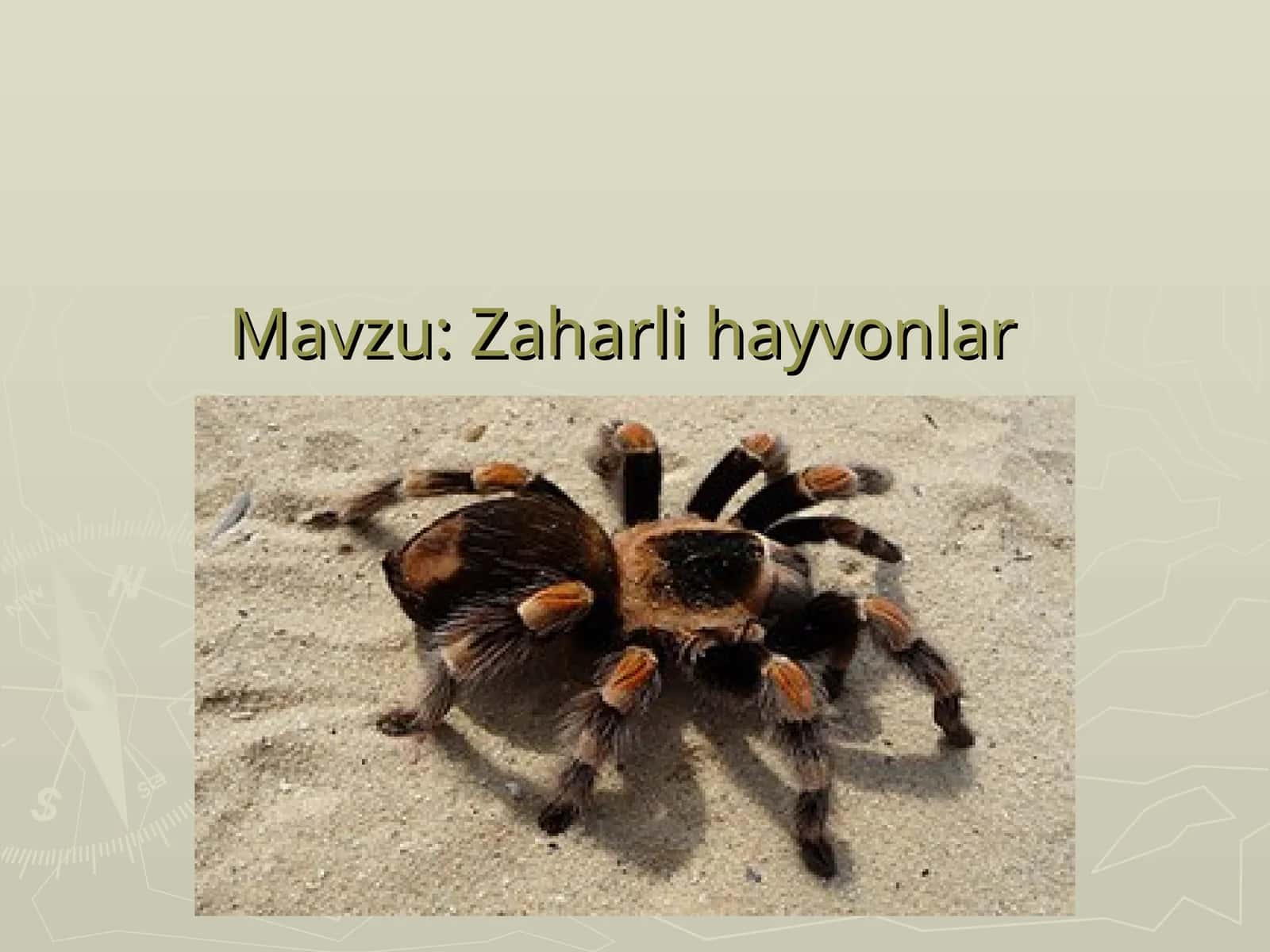 Zaharli hayvonlar